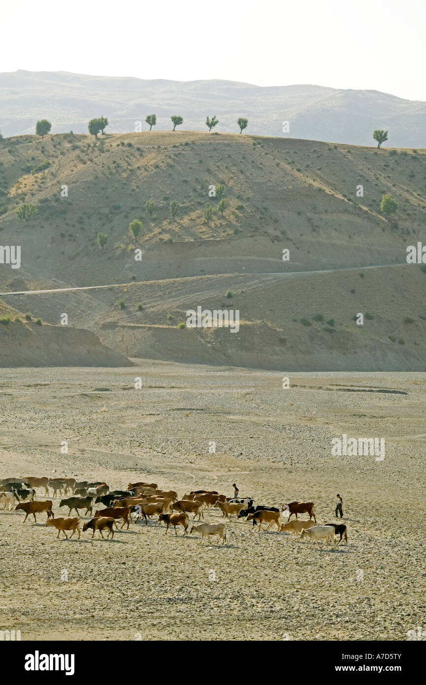 Kurdish man herds his cattle across a dry river bed in the Anti-Taurus mounatin range in Southeastern Anatolia Stock Photo