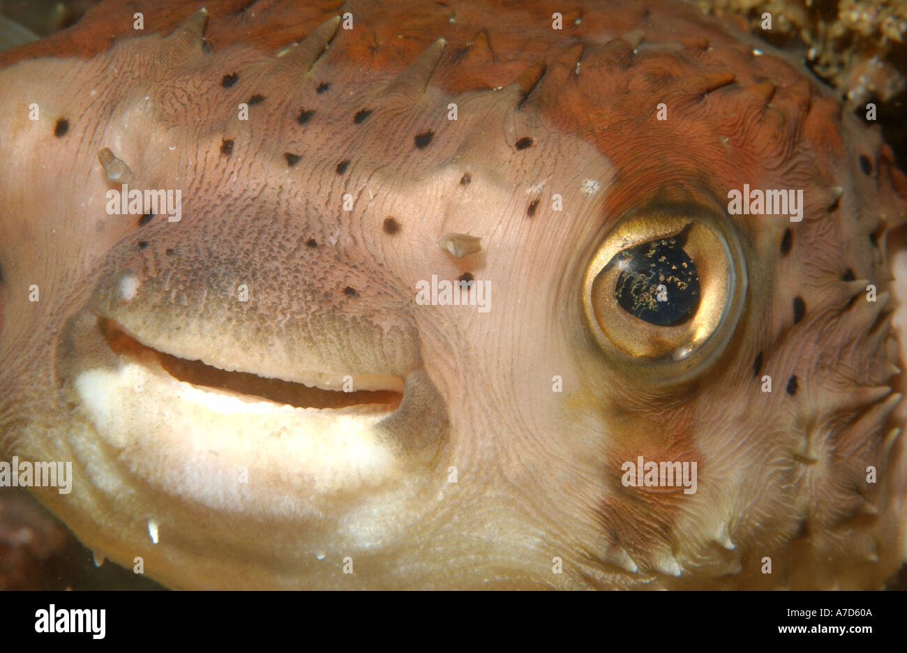 BALLOONFISH DIODON HOLOCANTHUS GALAPAGOS ISLANDS Stock Photo