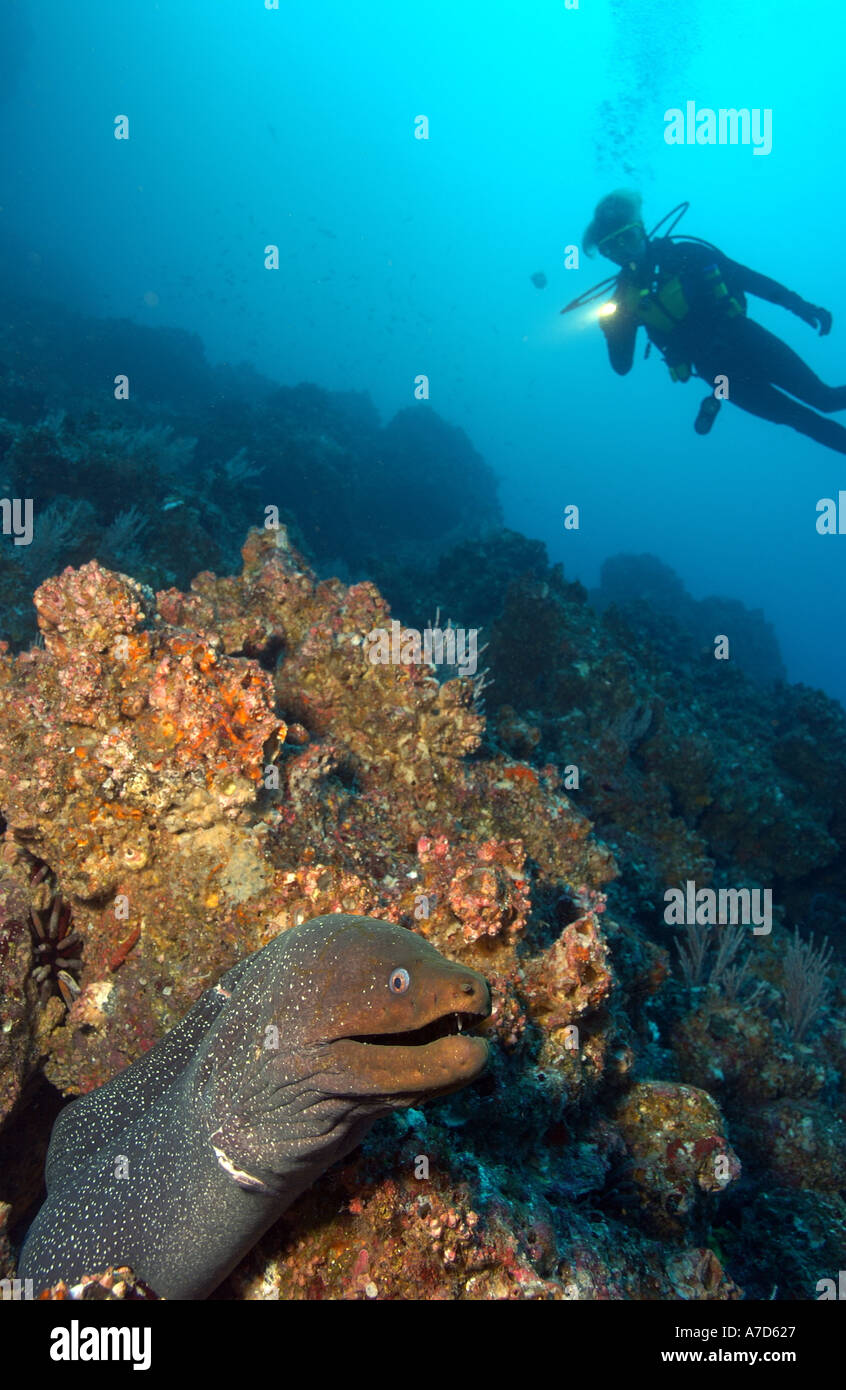 DIVER APPROACHES FINE SPOTTED MORAY EEL GYMNOTHORAX DOVII GALAPAGOS