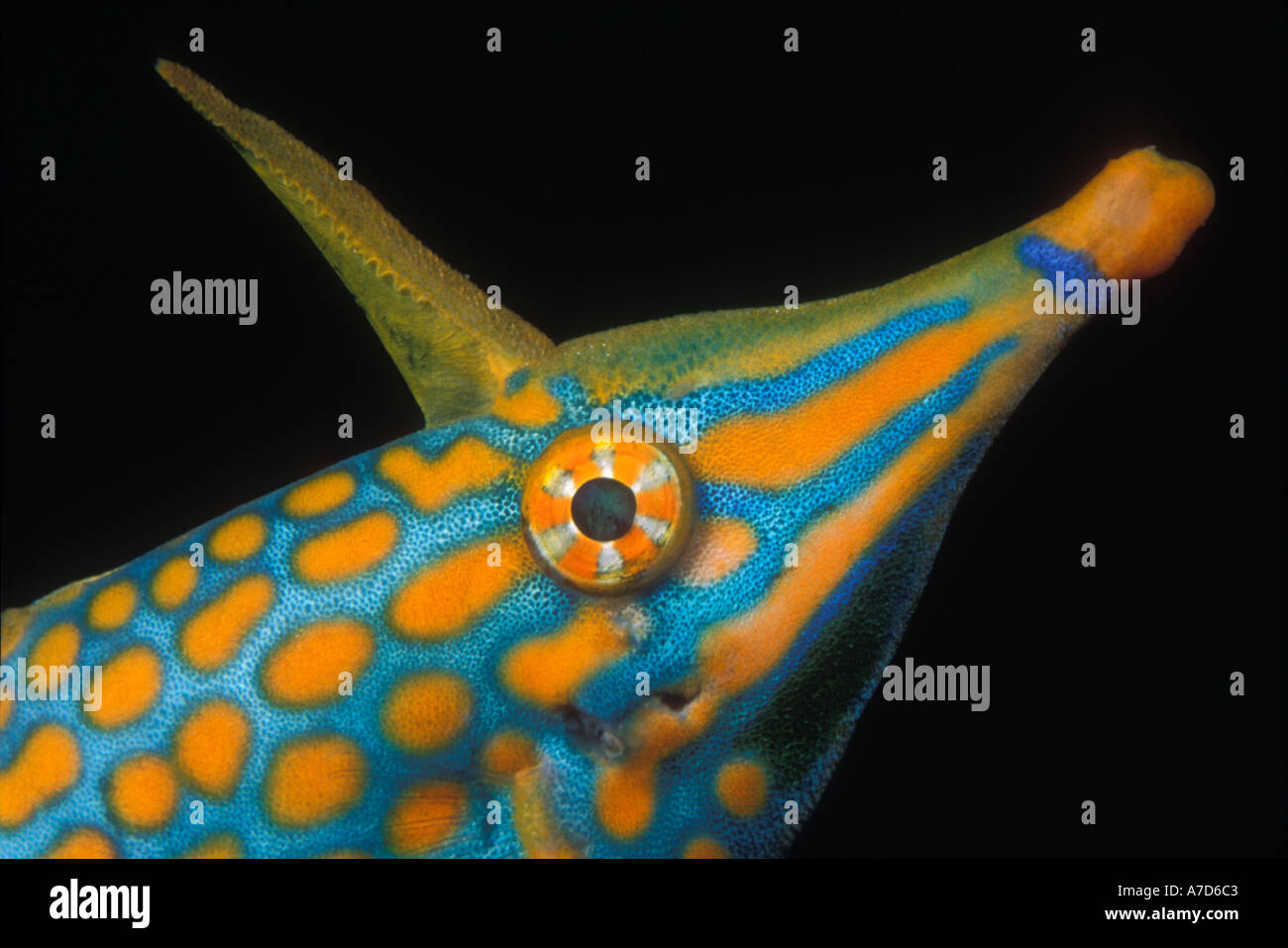 LONGNOSE FILEFISH OXYMONACANTHUS LONGIROSTRIS THAILAND Stock Photo