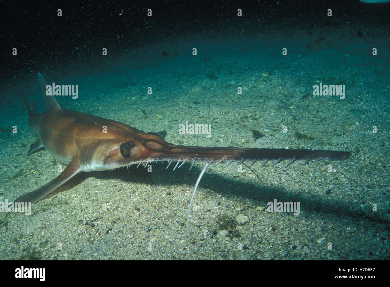 Sawshark High Resolution Stock Photography and Images Alamy