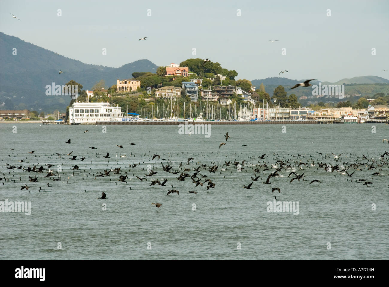Cormorants and water city of Tiburon on San Francisco Bay CA California Stock Photo