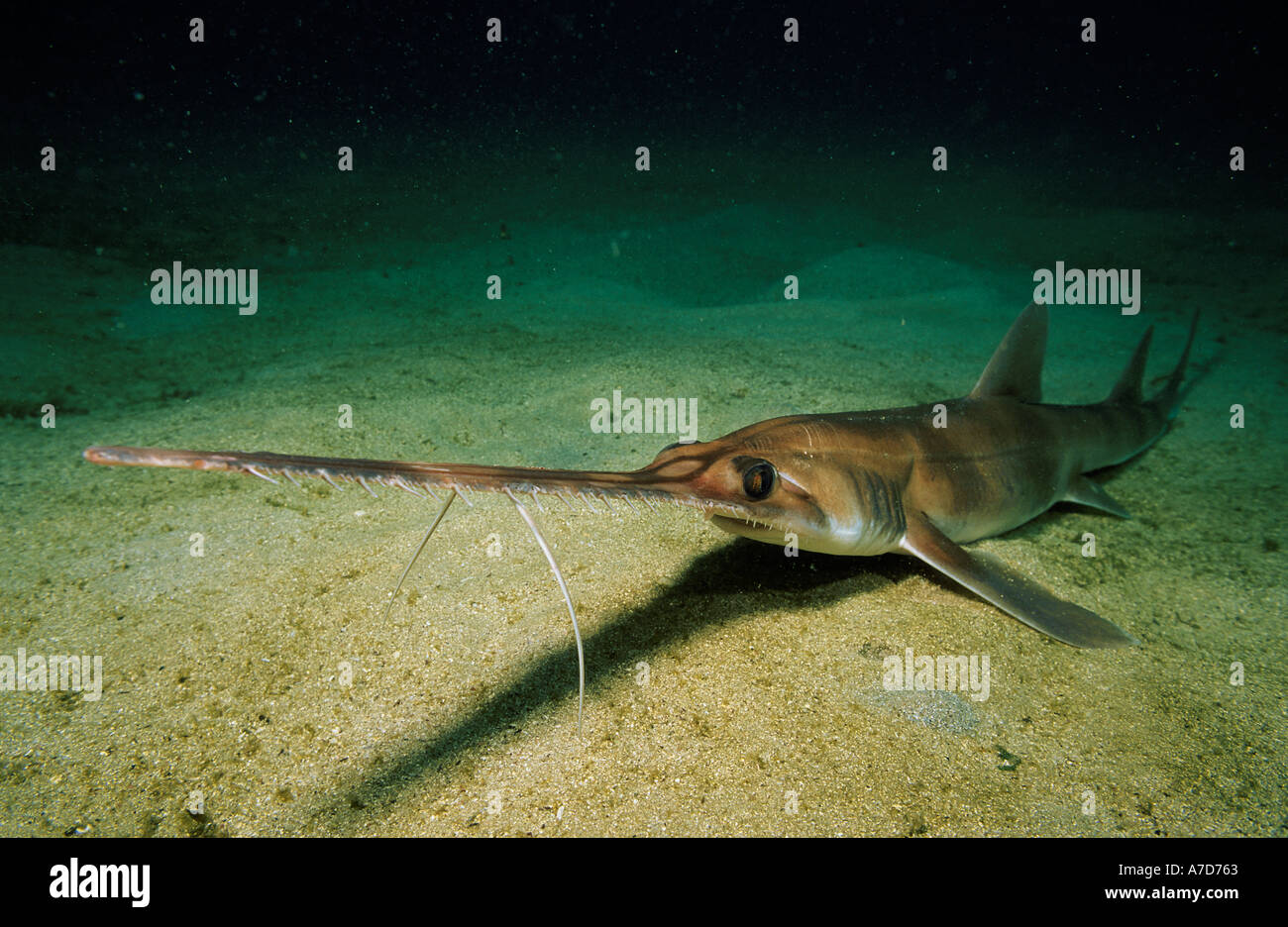 Pristiophoriformes Stock Photos & Pristiophoriformes Stock Images Alamy