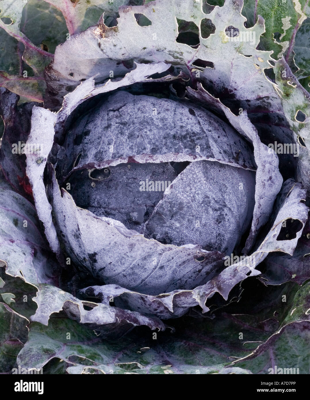 Close up of purple cabbage covered in a light frost in a field in rural Suffolk, England, UK Stock Photo