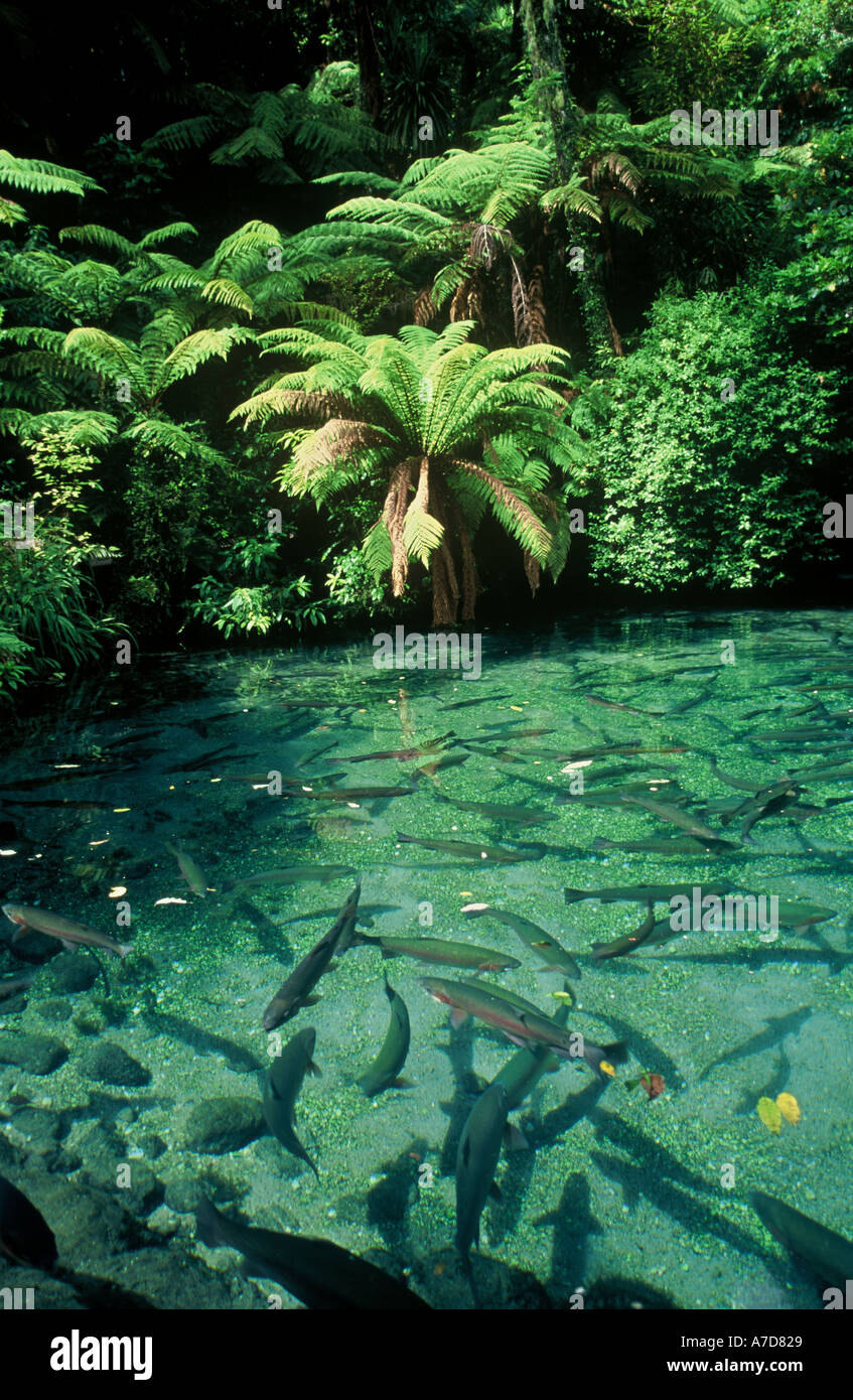 Rainbow Trout Paridise Valley Springs Rotorua New Zealand Stock Photo