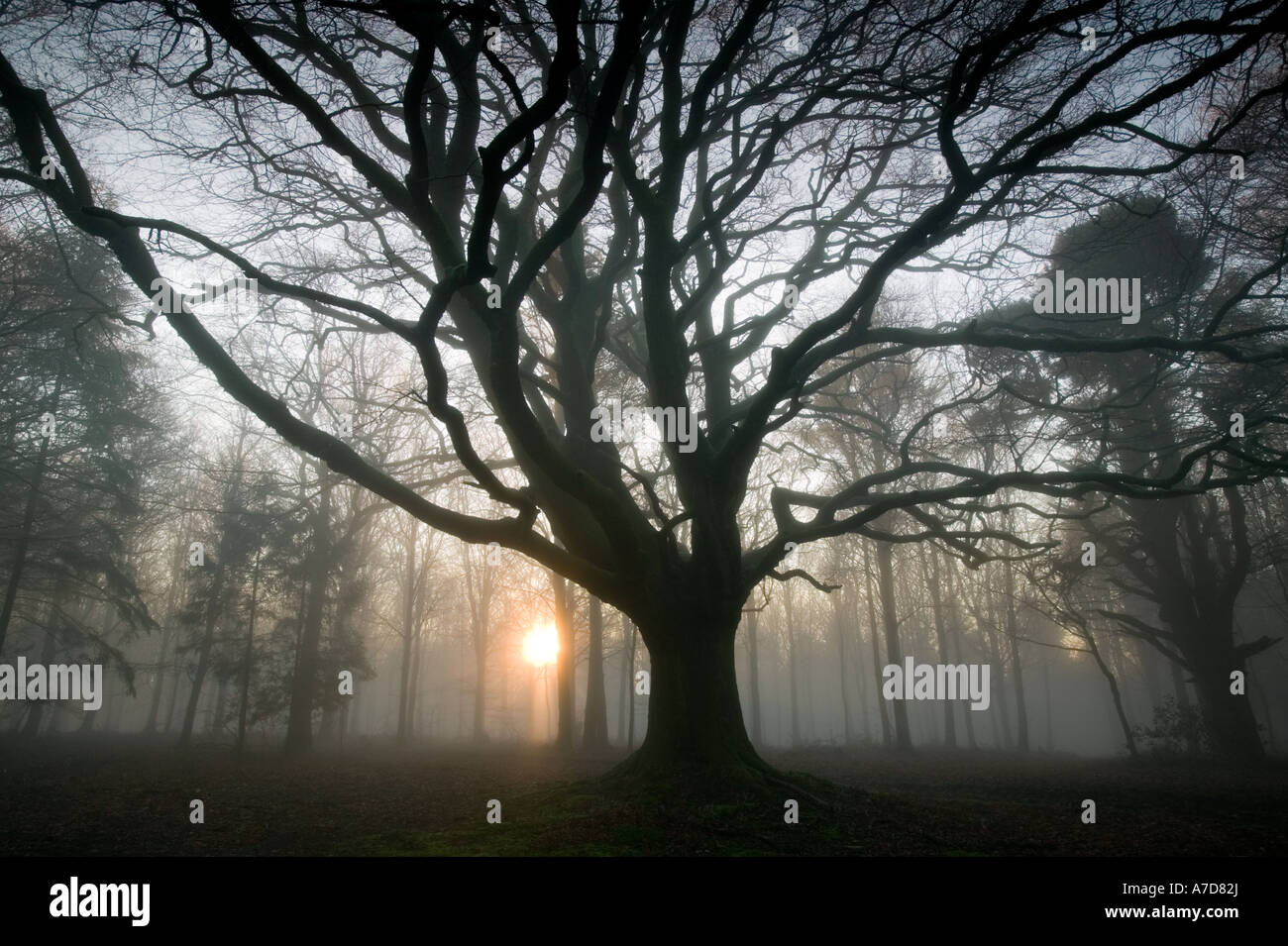 Sun rising though a msity woodland scene dominated by a giant beech tree in Dorset, England, UK Stock Photo