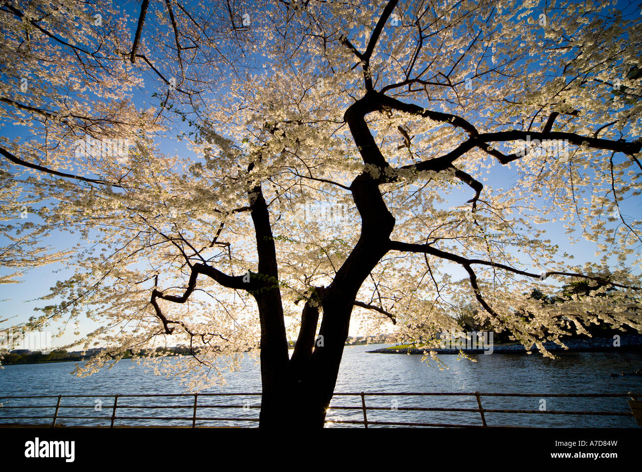 Sun shining through blossoming cherry tree on banks of the river Potomac in Washington DC US USA Stock Photo