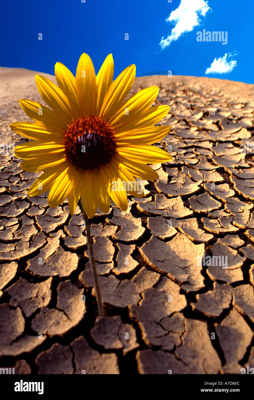 Yellow bright sunflower and blue sky Stock Photo