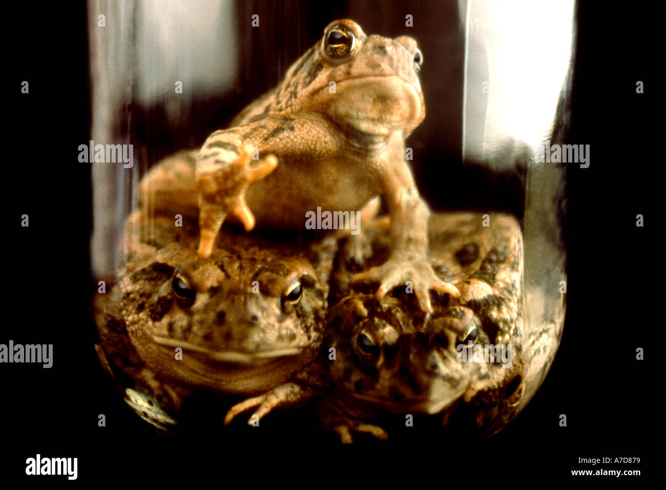 Three trapped frogs in glass jar Stock Photo Alamy