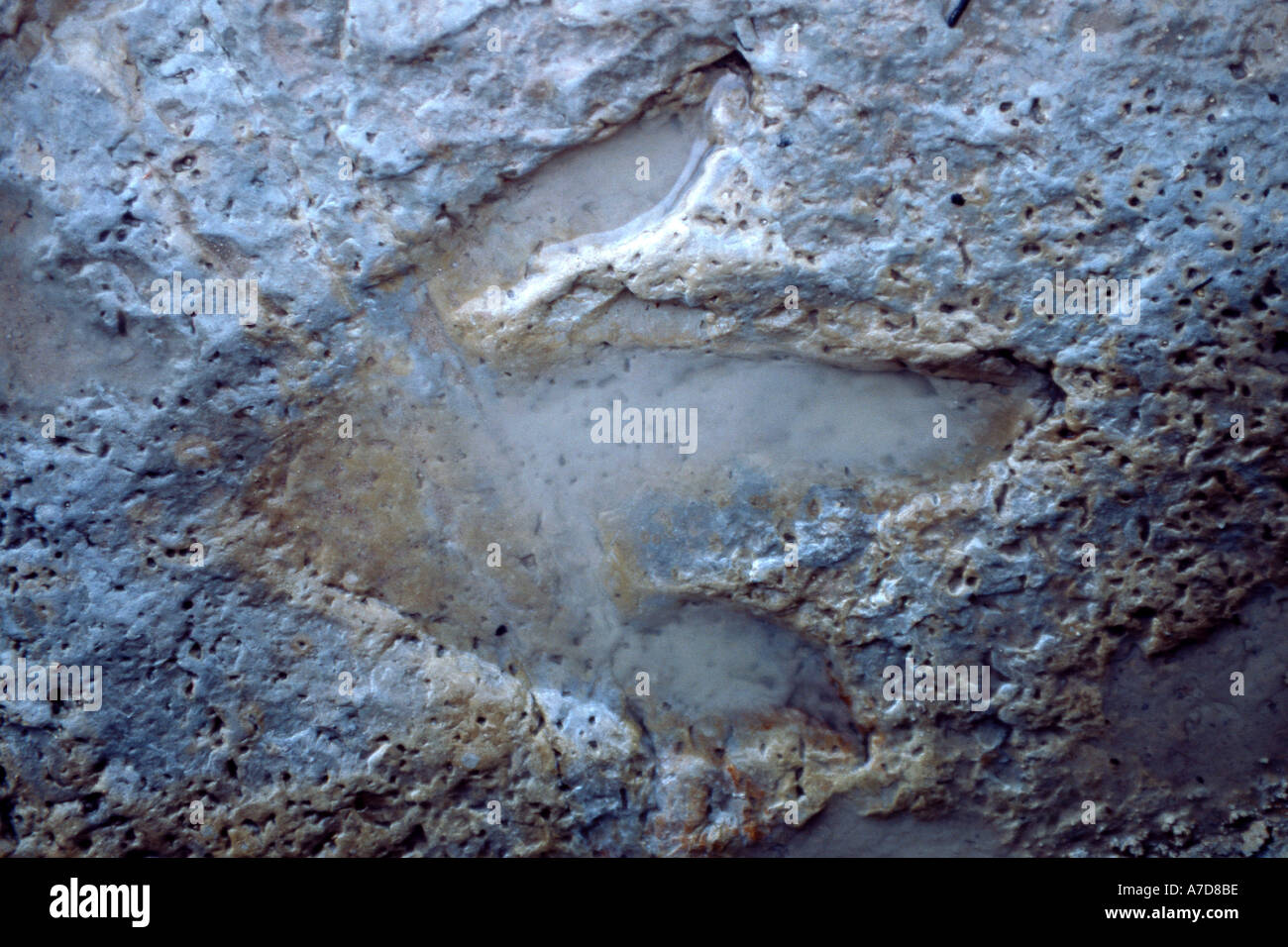 Ancient fossilized dinosaur footprint Stock Photo