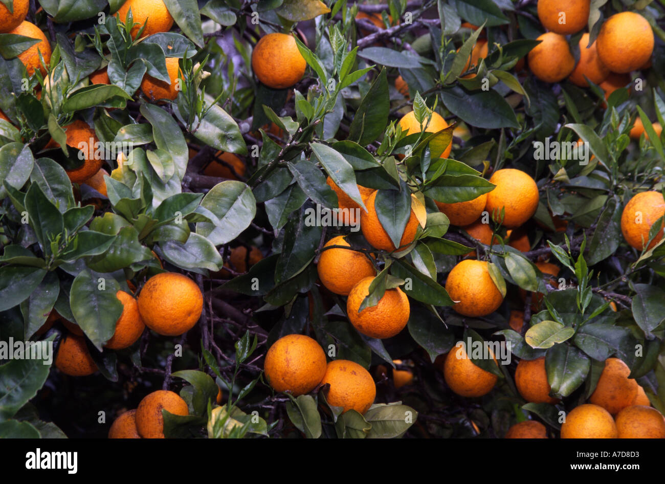 Oranges Kerikeri Northland New Zealand Stock Photo Alamy