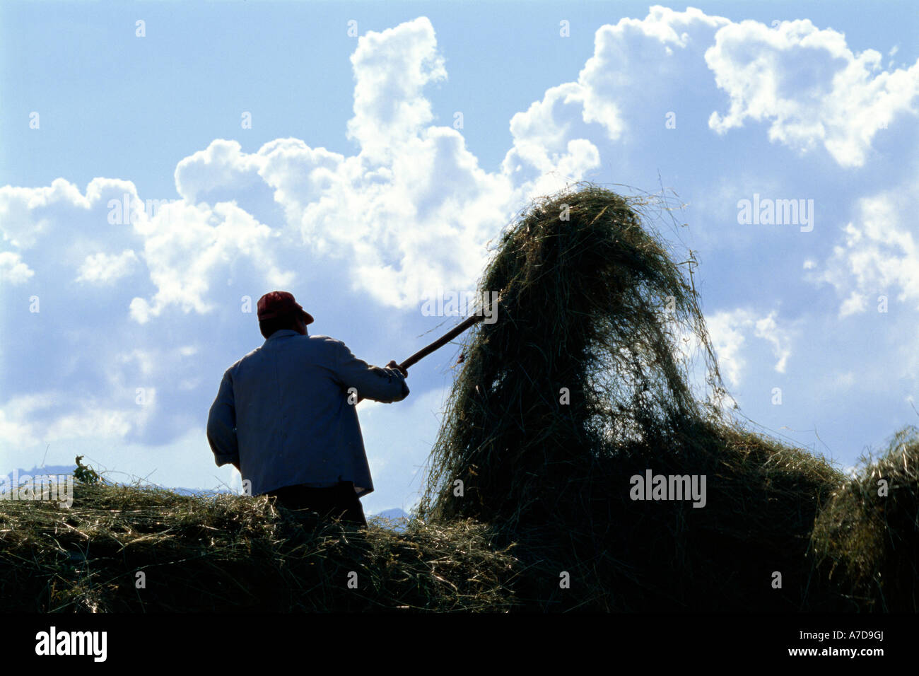 Rango Loading Hay Loading hay hi-res stock photography and images - Alamy