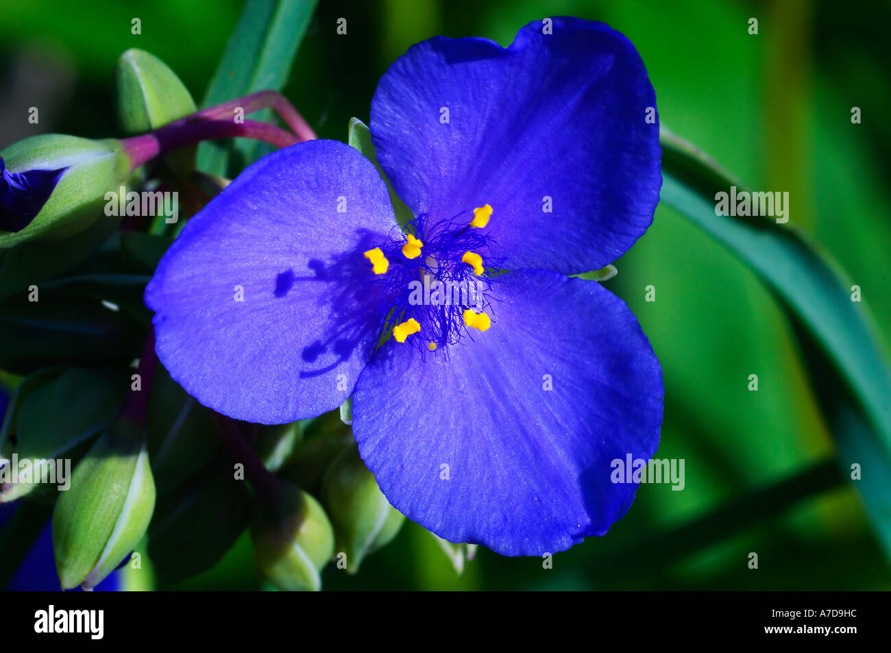 Asiatic Dayflower or Common Dayflower (Commelina communis) Stock Photo