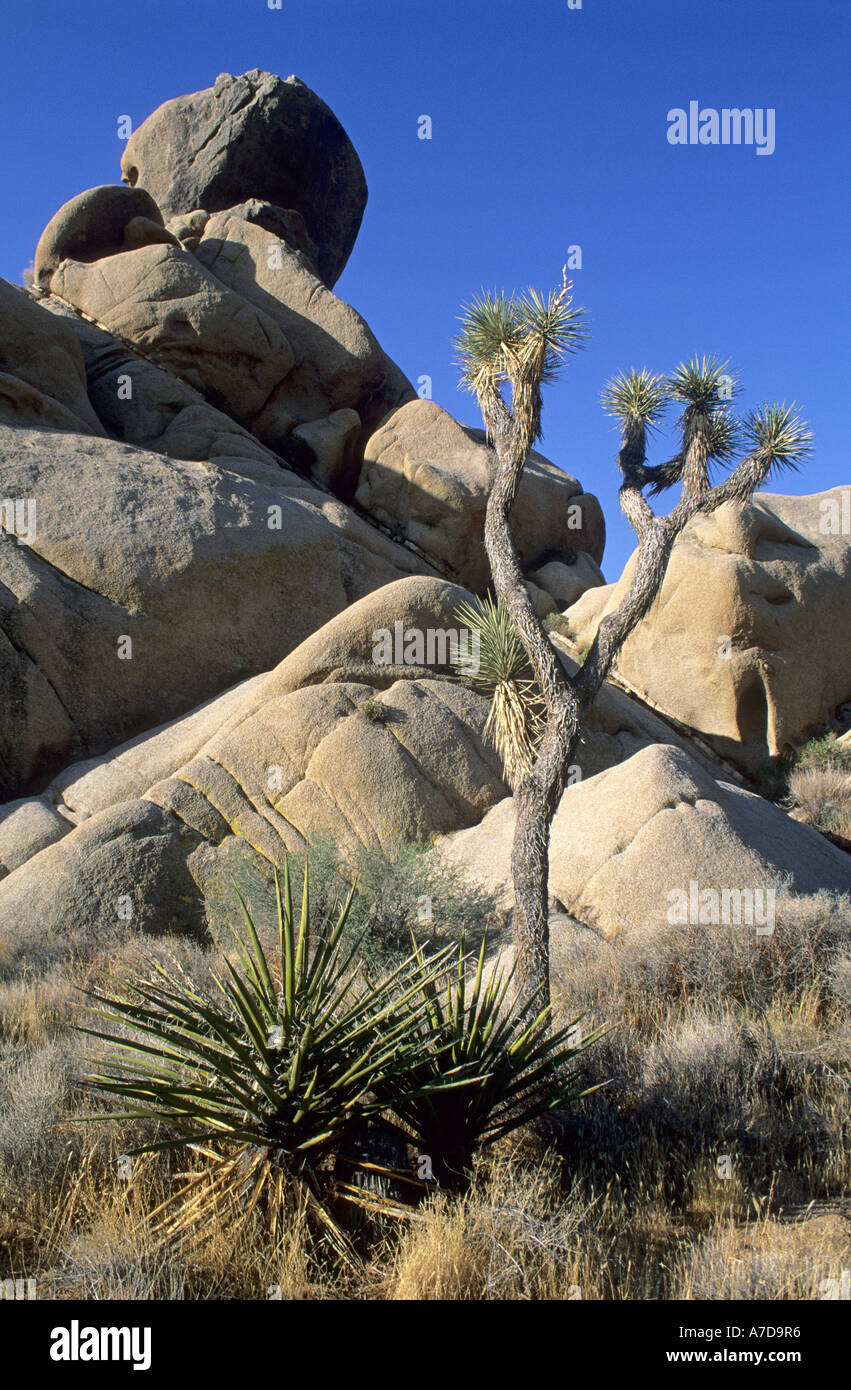 Stones joshua tree national park hi-res stock photography and images ...