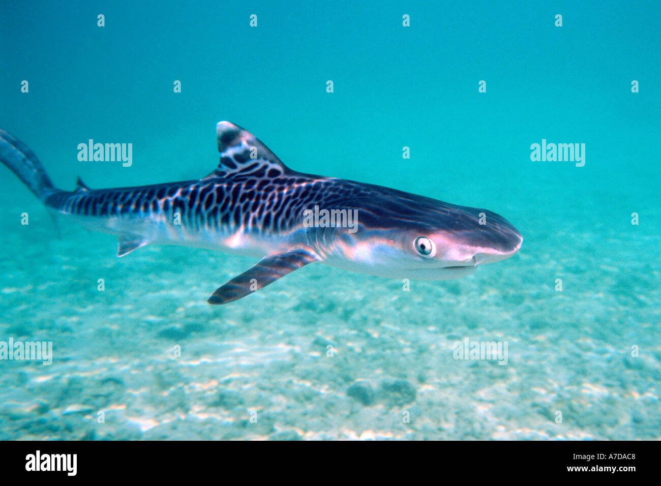 Tiger shark pup Galeocerdo cuvier Oahu Hawaii N Pacific Stock Photo - Alamy