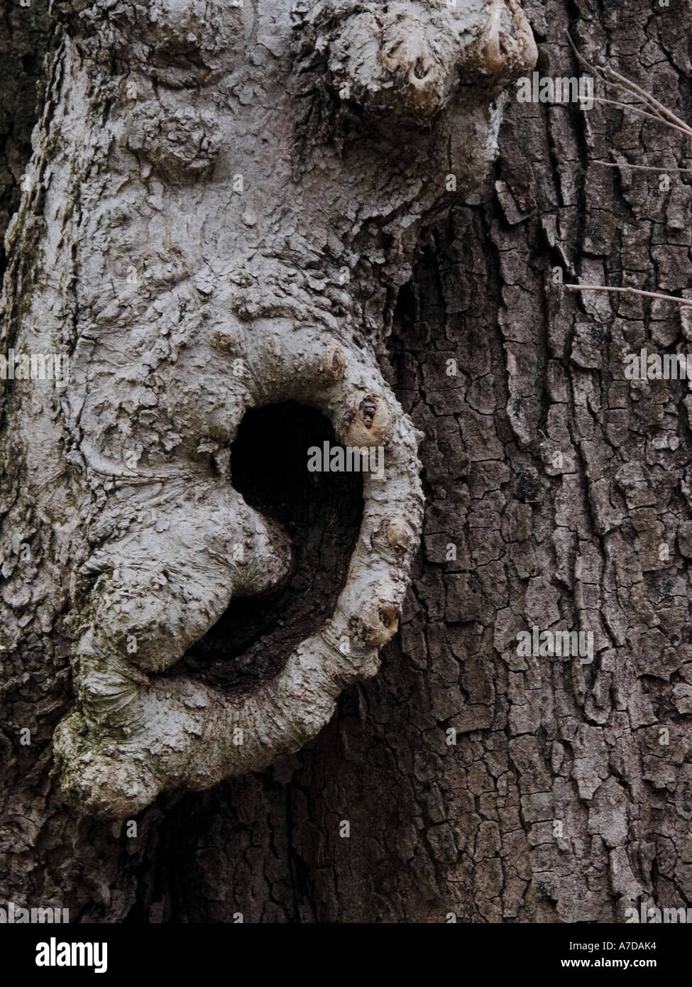 Ear shape hires stock photography and images Alamy