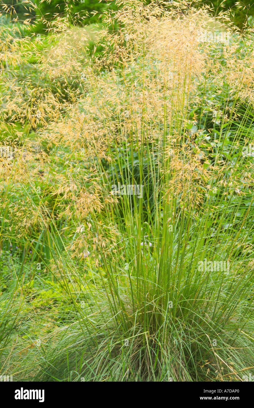 Stipa gigantea Giant Oat Grass Stock Photo