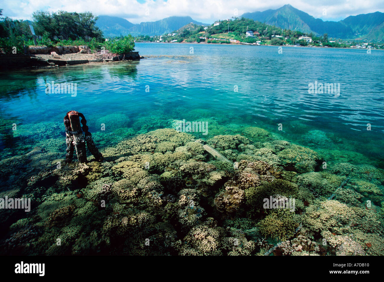 Hard coral and Koolau mountains Hawaii Institute of Marine Biology