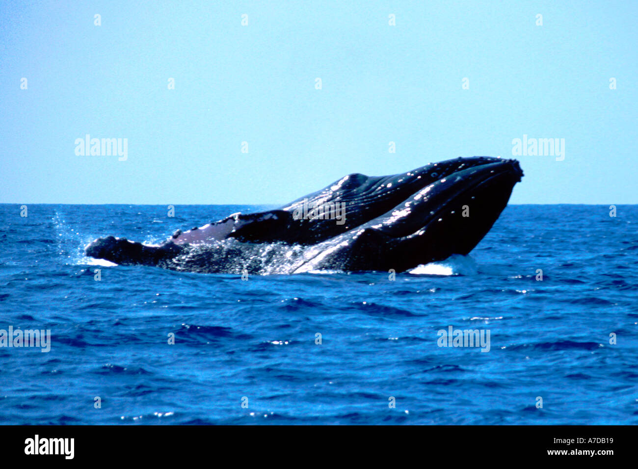 Humpback whale hawaii head hi-res stock photography and images - Alamy