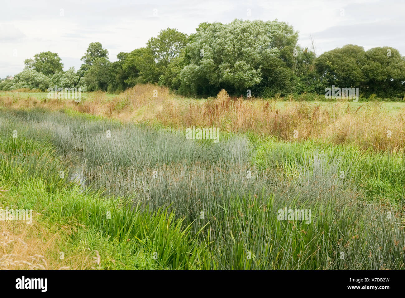 Uk Reeds And Rushes rushes are still harvested sustainably and traditionally from the River ...