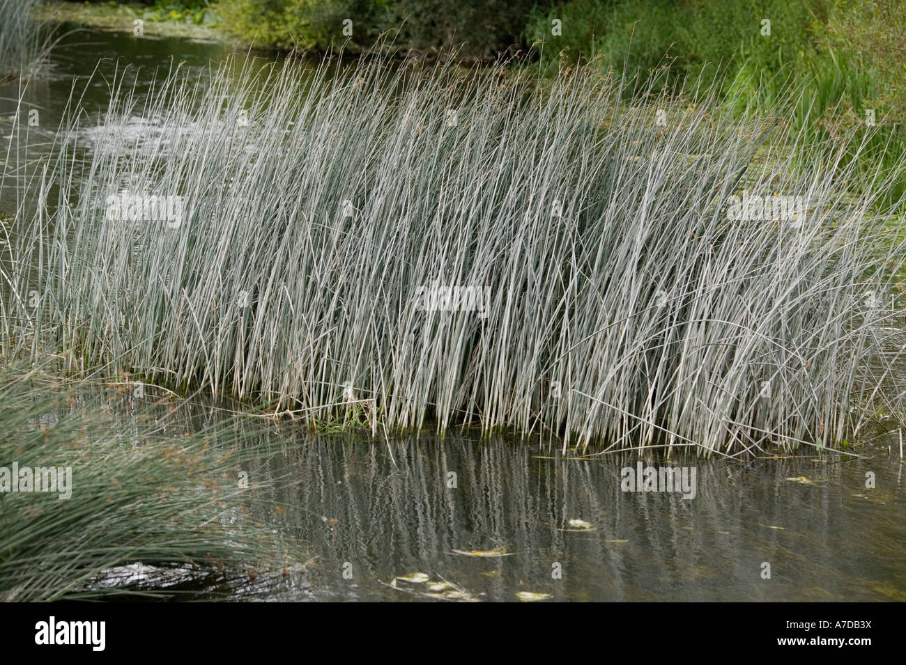 River Rushes Uk Perennial boat river hi-res stock photography and images - Alamy