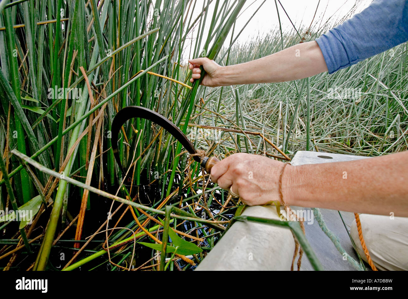 Picking Rushes A bundle of sustainably and traditionally havested rush from the River ...