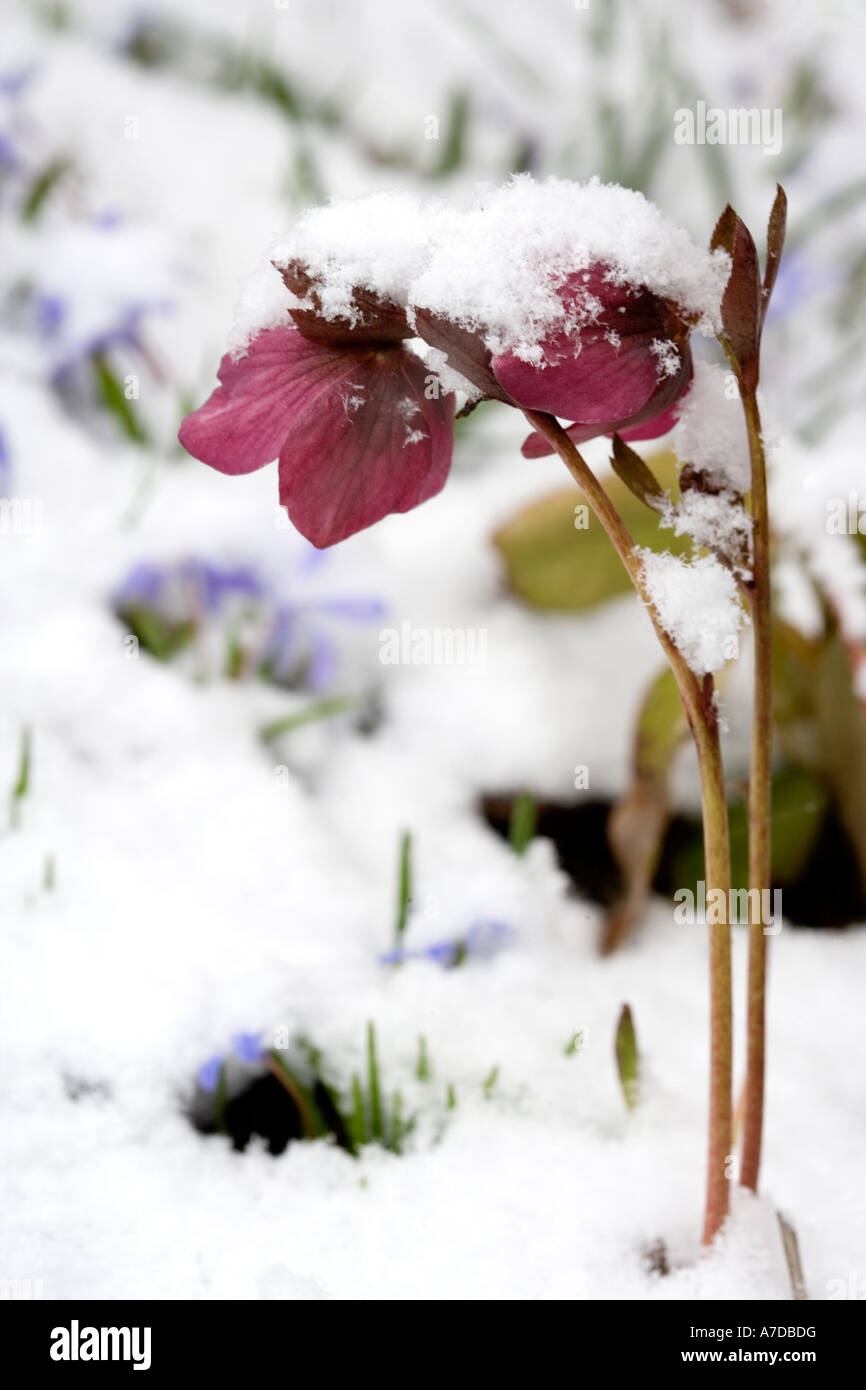 Christmas Rose (Helleborus niger) Stock Photo
