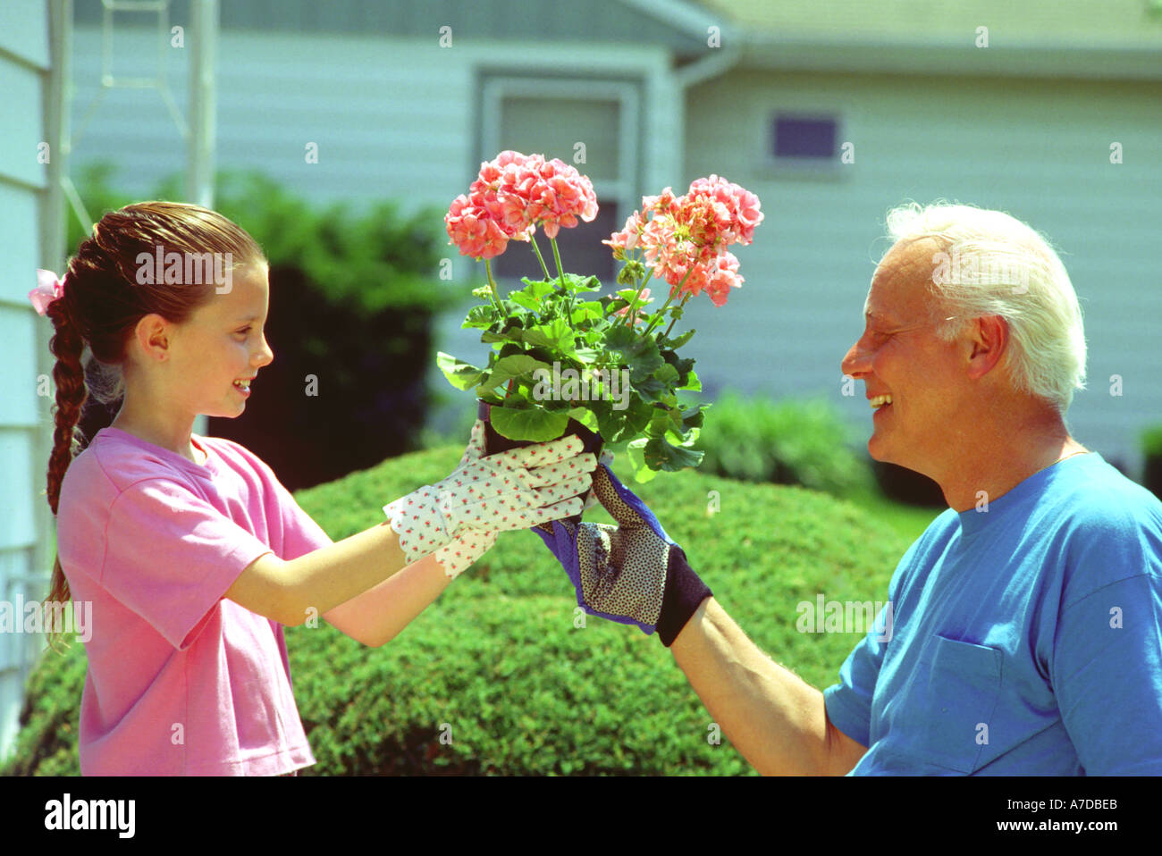 Grandfather planting flowers with granddaughter Stock Photo