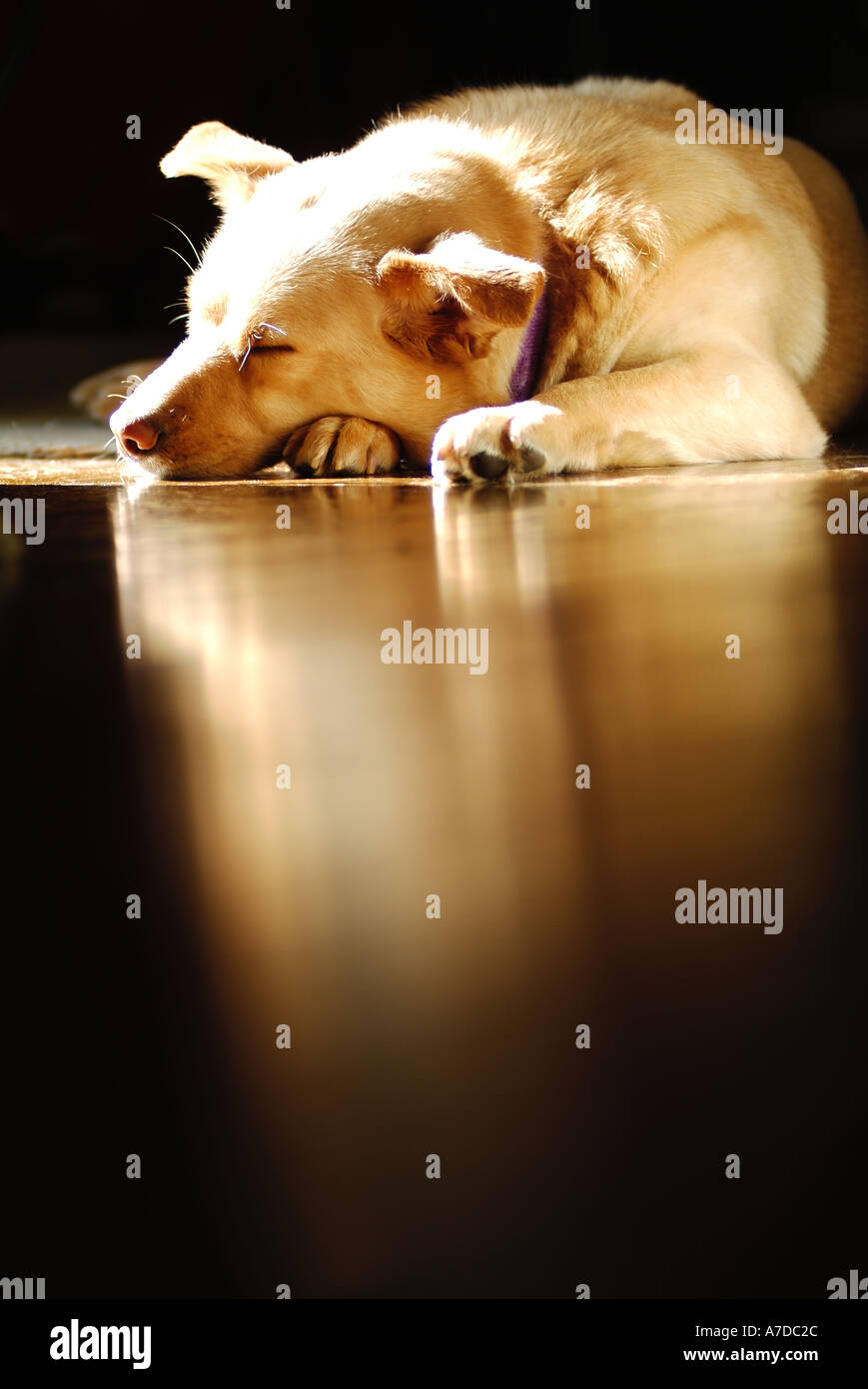 Dog resting in the sunlight Stock Photo Alamy