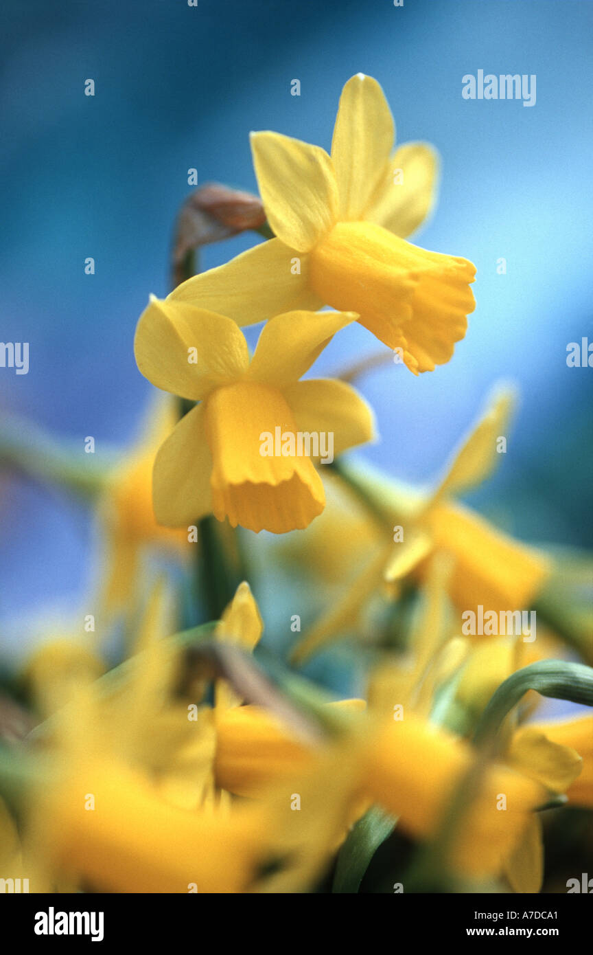 Daffodils Narcissus hybr Stock Photo Alamy