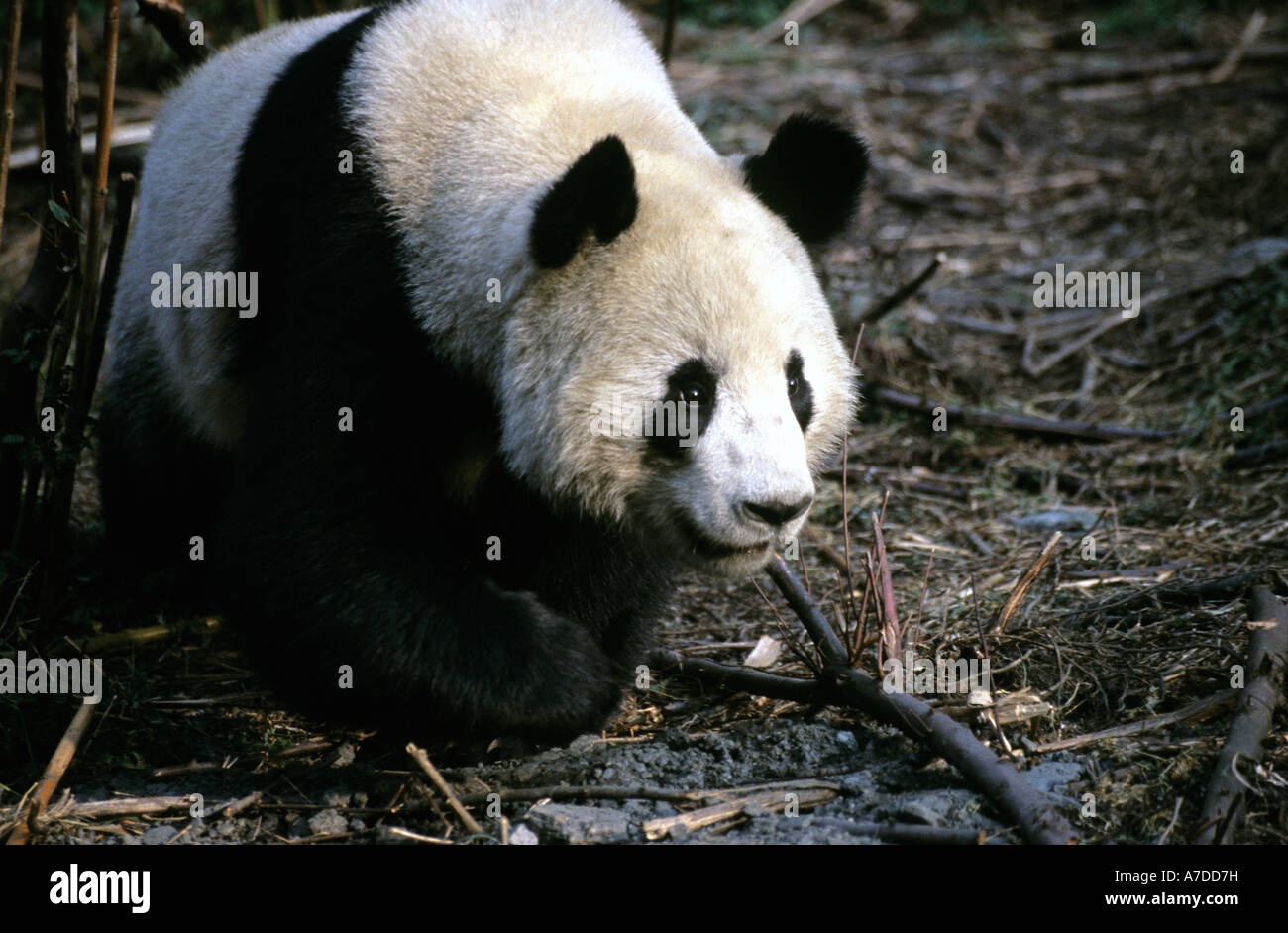 Giant panda running hires stock photography and images Alamy