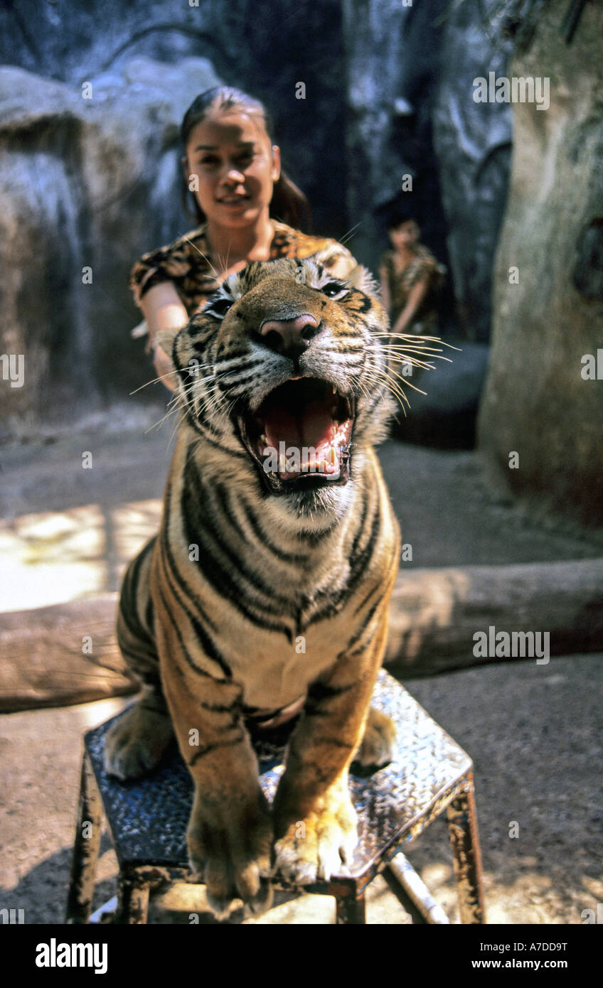 Bengal tiger posing for photos at Sriracha tiger zoo,Thailand with girl handler. Stock Photo
