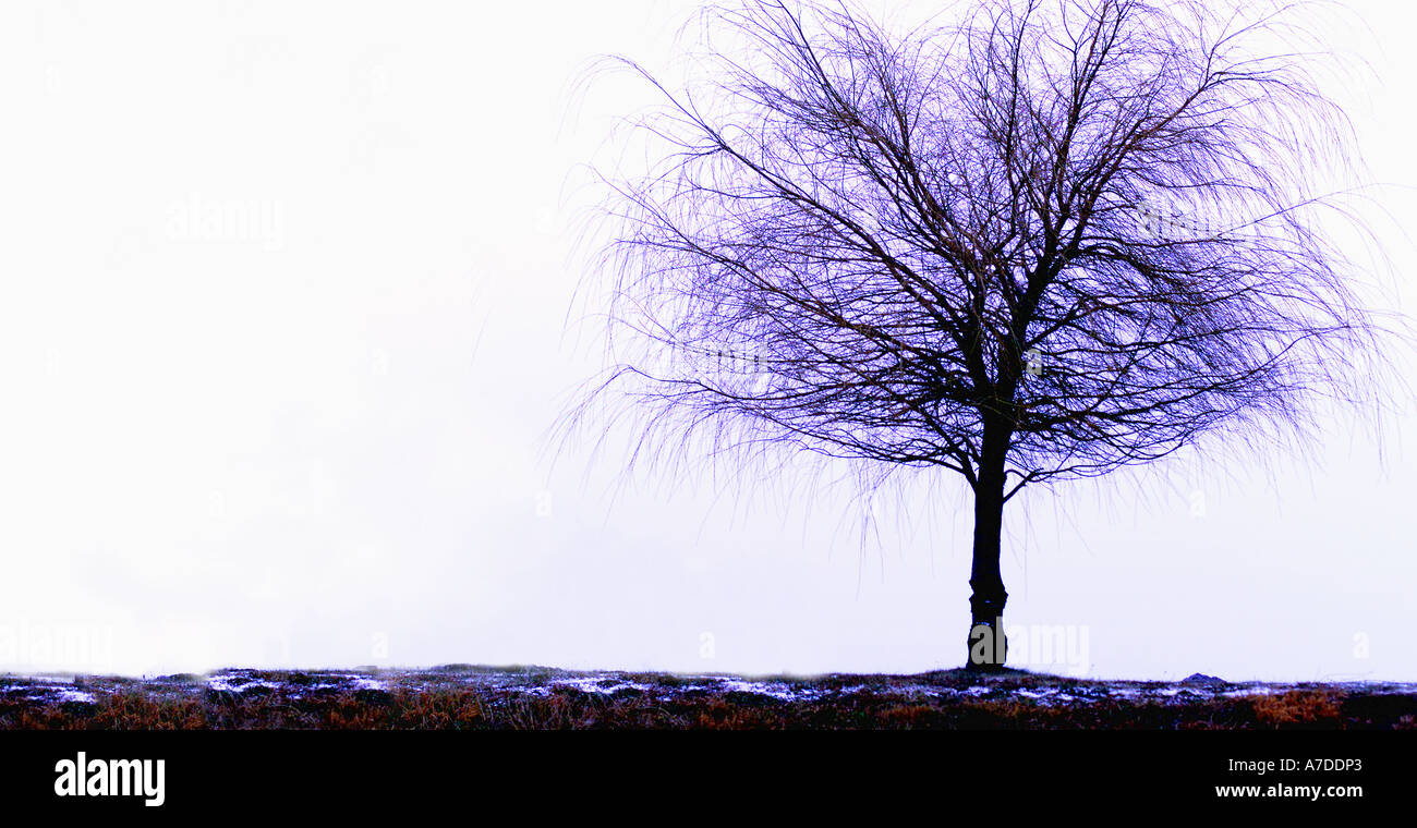 Horizontal landscape purple hi-res stock photography and images - Alamy