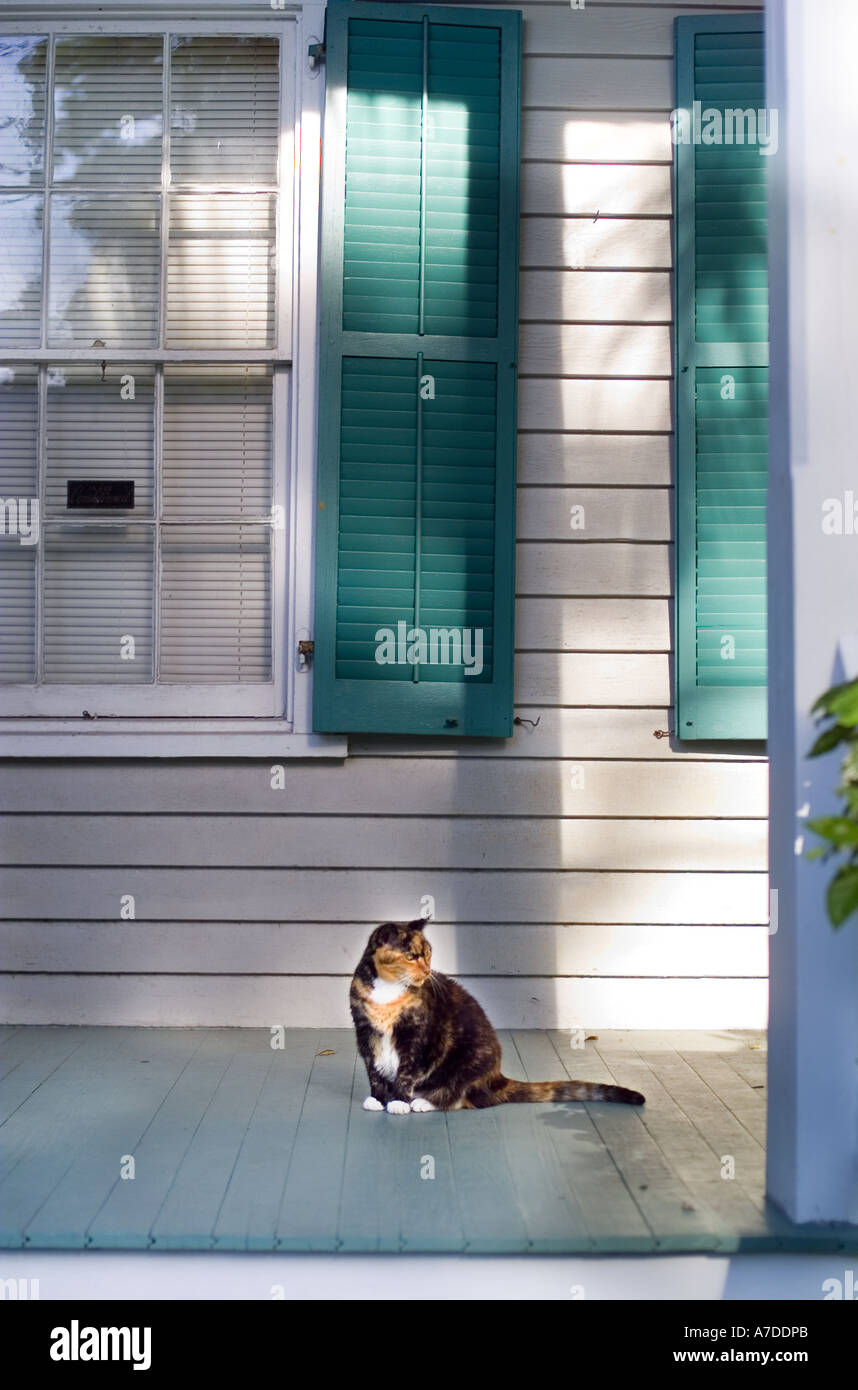 Cat on a porch at home Stock Photo Alamy
