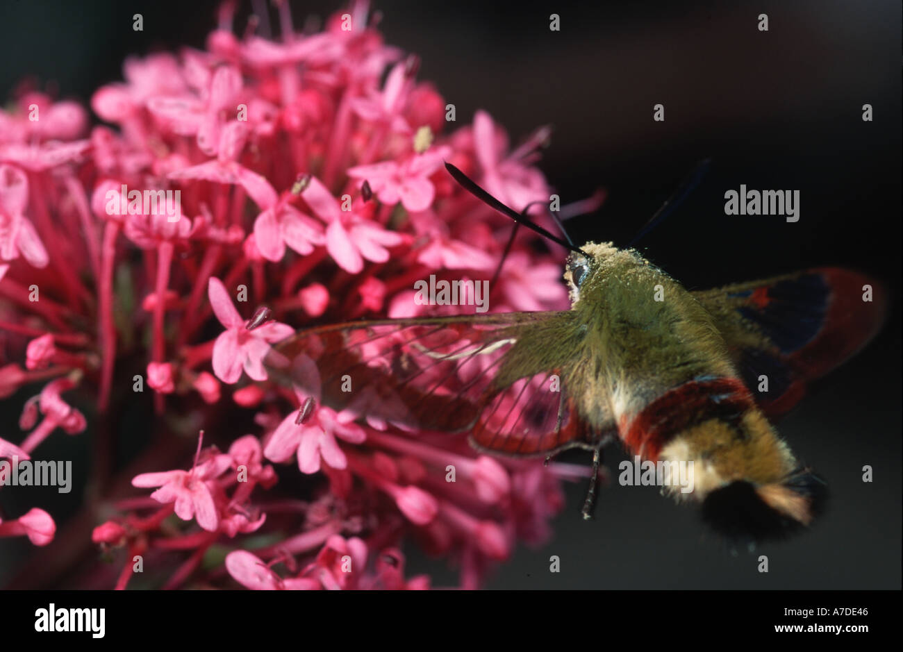 Hemaris tityus the Narrow bordered Bee Hawk moth collecting nectar Stock Photo