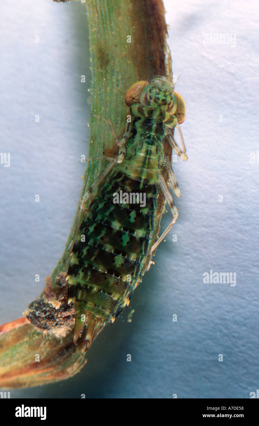Dragonfly larva Odonata Anisoptera in water Stock Photo - Alamy