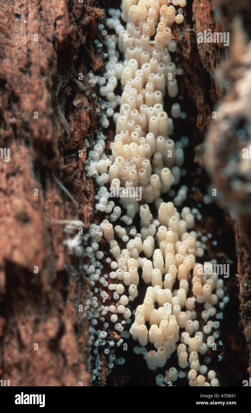 Fungal infrutescences in decaying timber high magnification Stock Photo