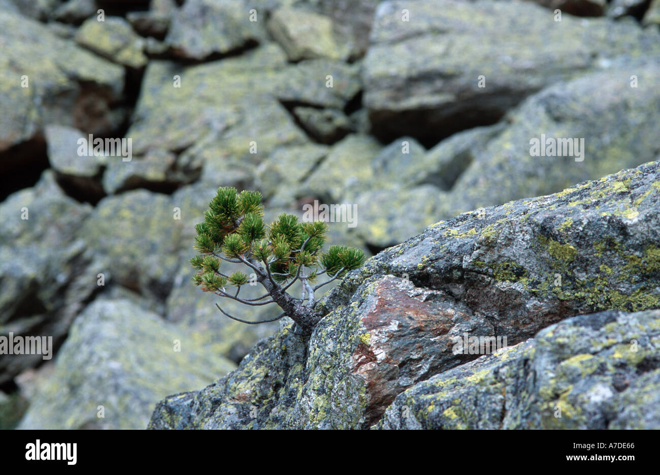 Natural bonsai pine tree Pinus uncinata formed in a crevice of granite stone Stock Photo