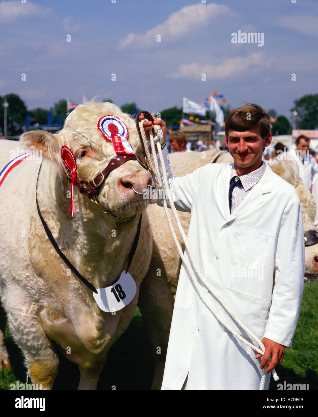 Prize bull hires stock photography and images Alamy
