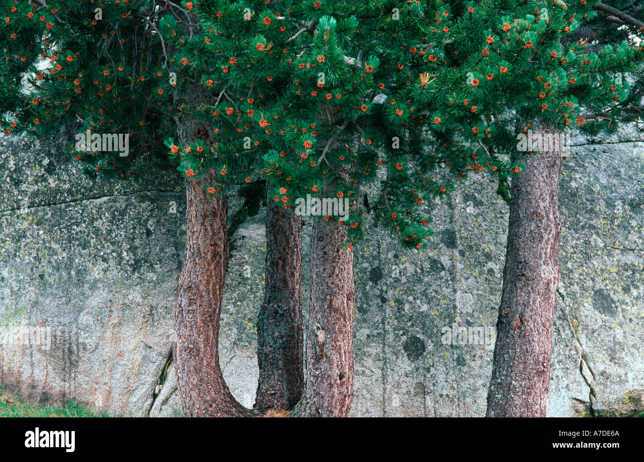 Pinus uncinata black mountain european pine in Meranges Pyrenees Spain Stock Photo