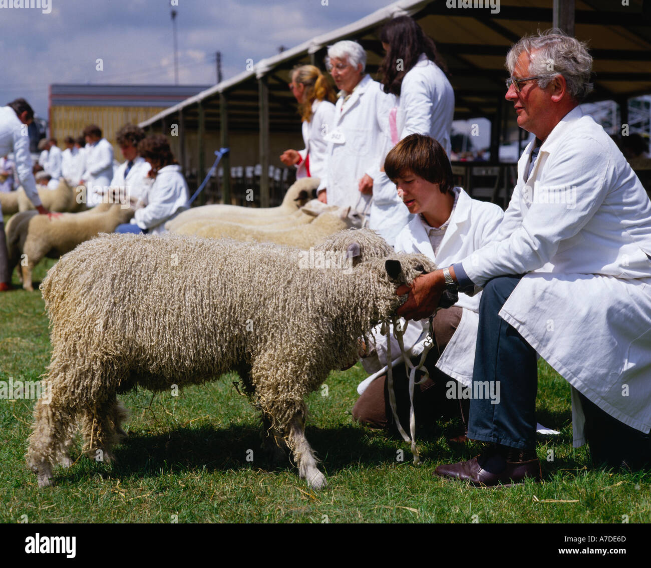 Sheep at Kent county show England Stock Photo