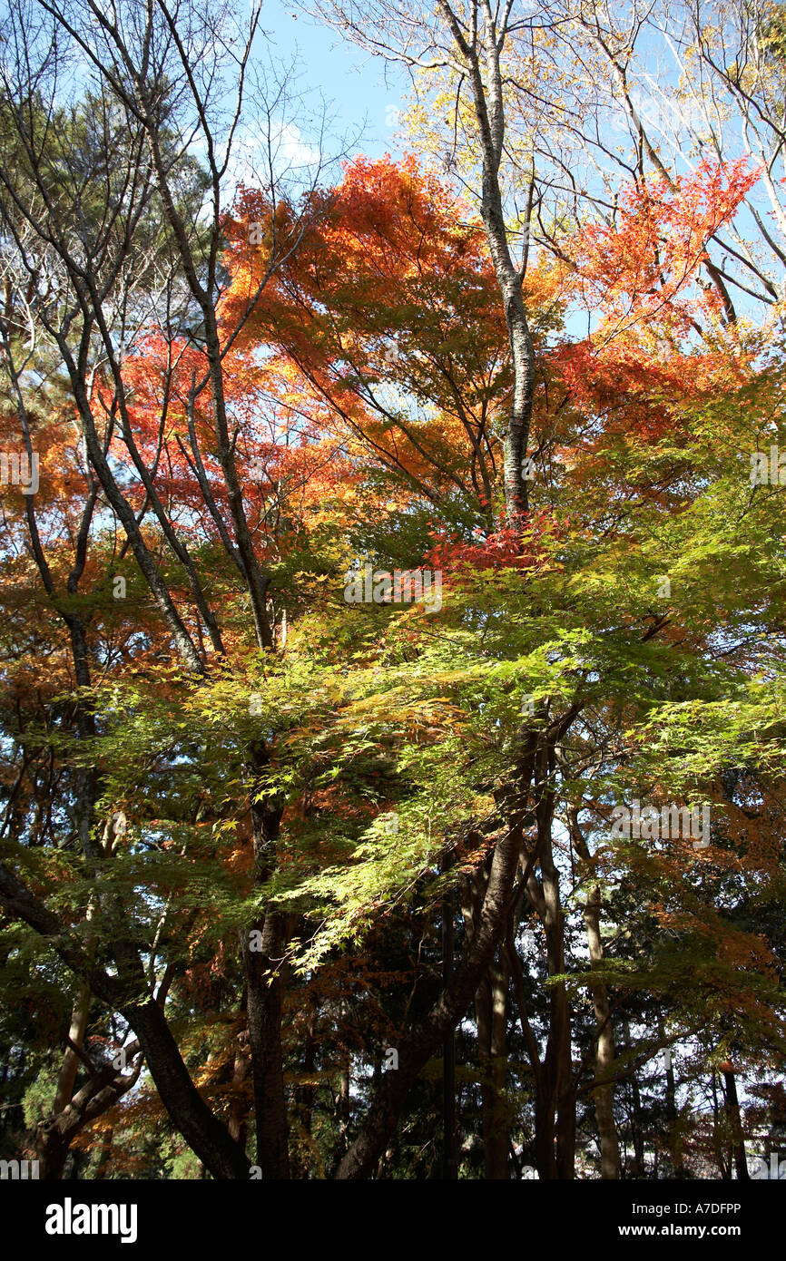 Red green and gold autumn maple tree leaves in Nanzenji temple city of Kyoto Japan Asia Historic traditional building Stock Photo