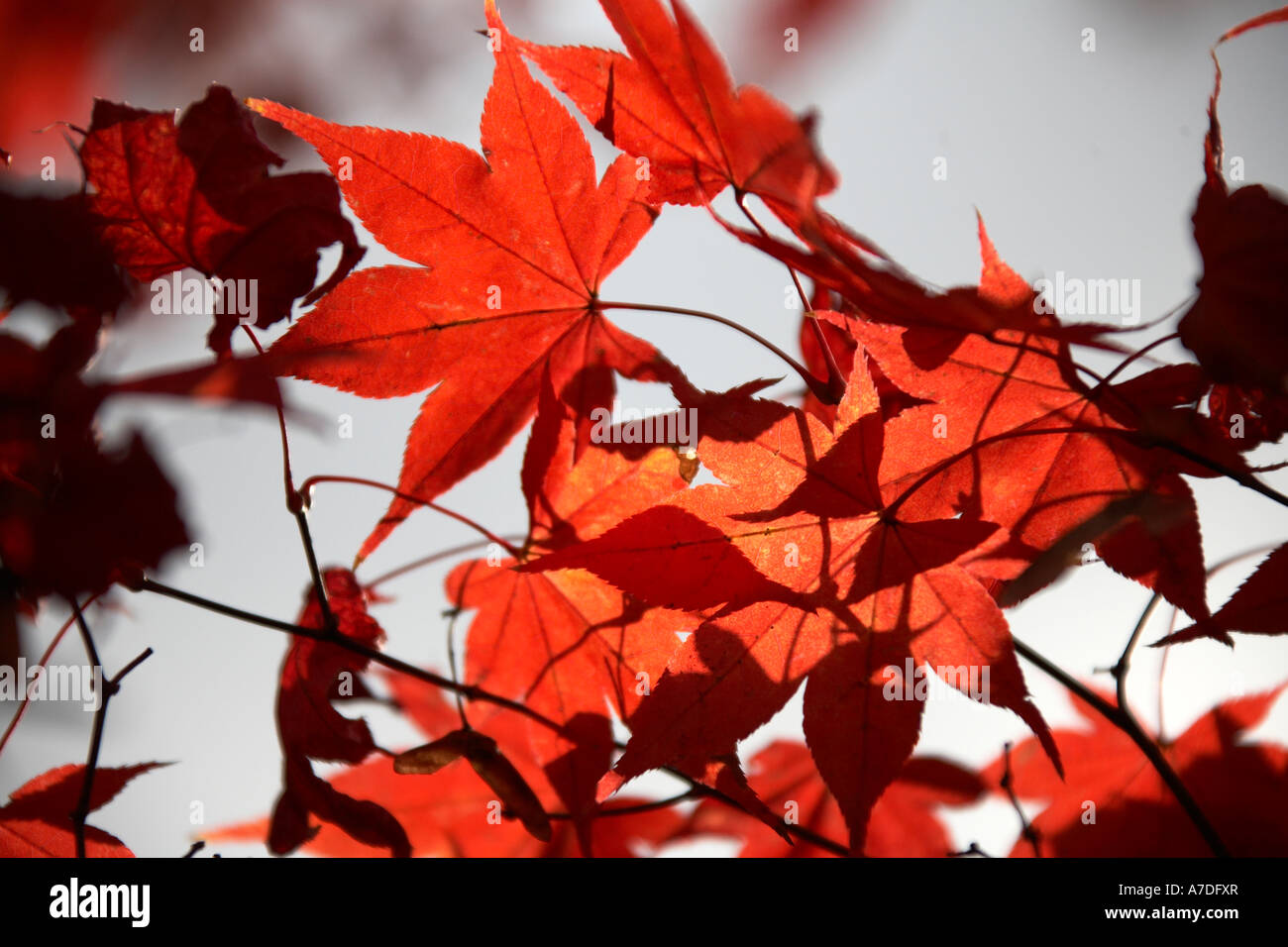 Red autumn maple tree leaves by Shoren in temple in city of Kyoto Japan Asia Stock Photo