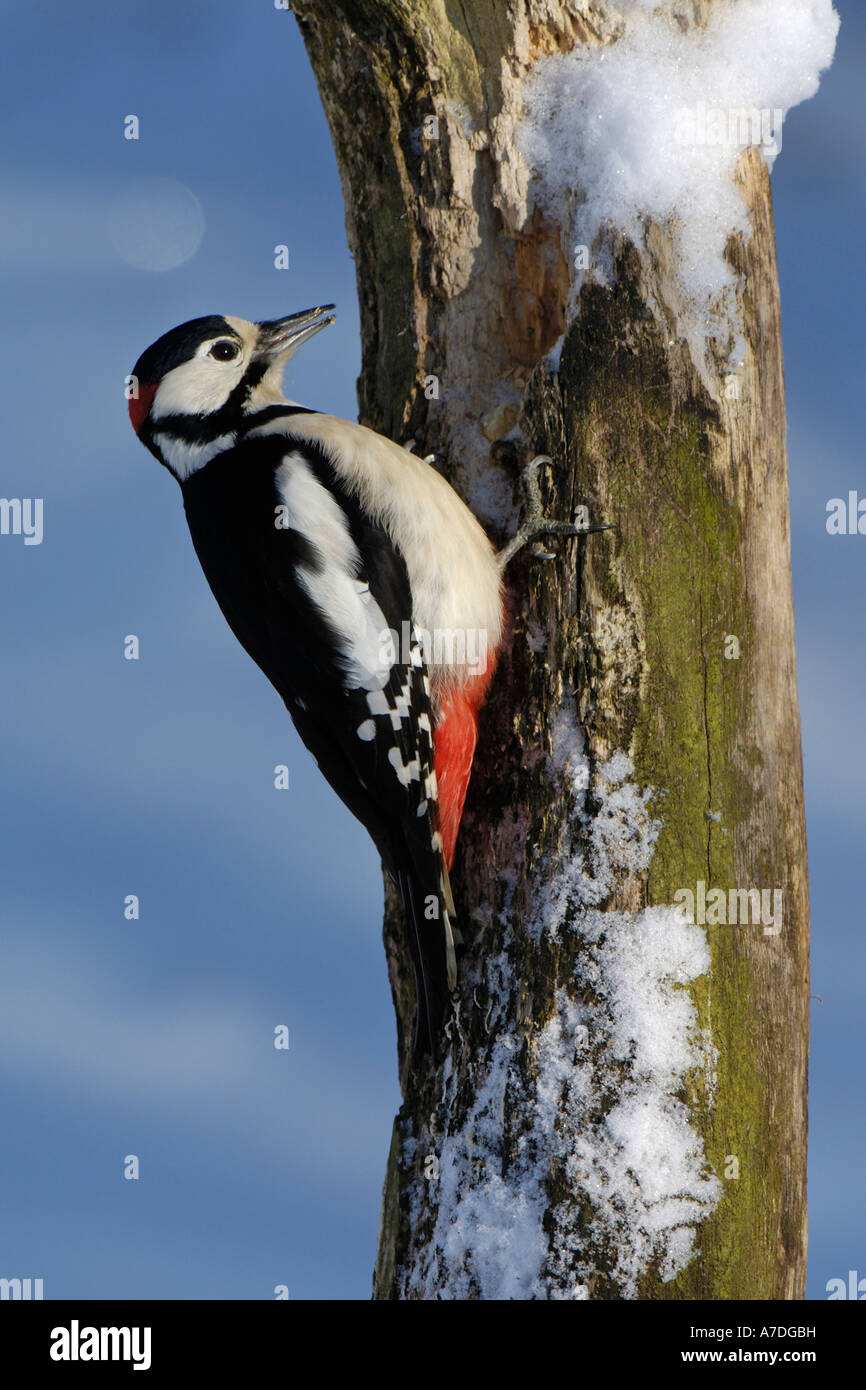 Great Spotted Woodpecker Stock Photo Alamy
