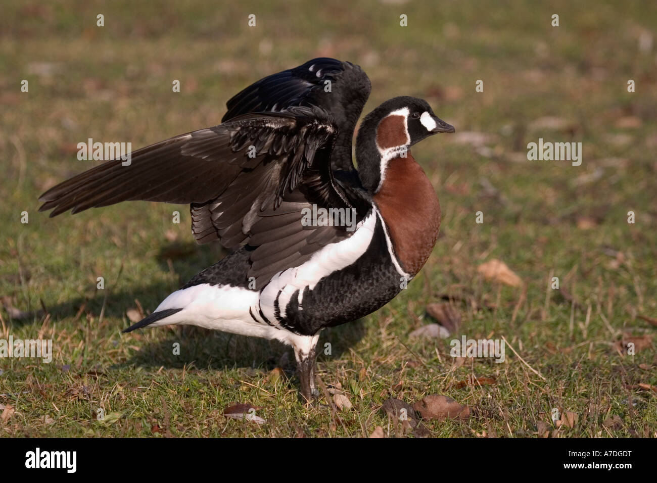 Rothalsgans branta ruficollis Red breasted Goose Stock Photo
