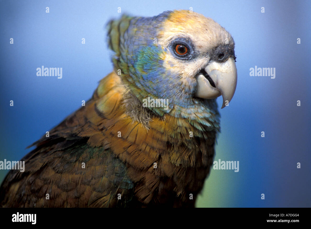 Caribbean birds st vincent parrot Stock Photo