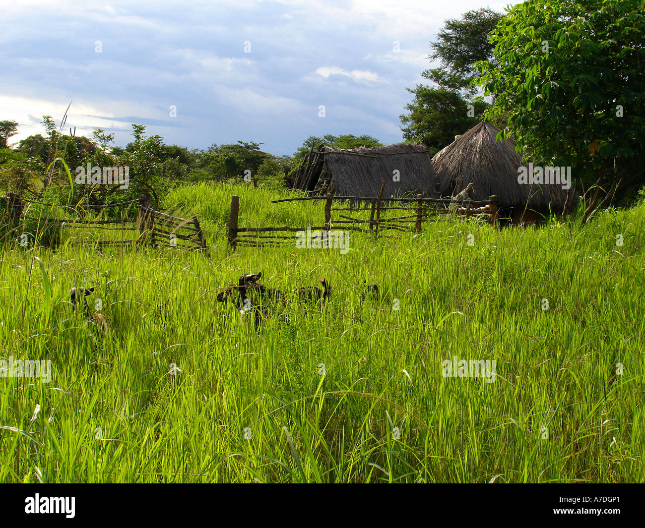 Green field with traditional thatched roof houses and domestic goats in a village in Copperbelt province of Zambia Stock Photo