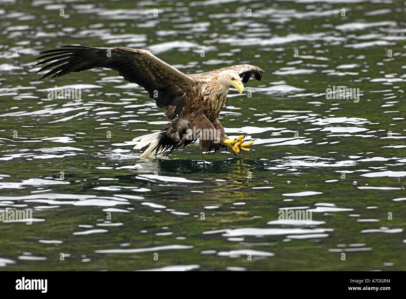 white tailed sea eagle Stock Photo