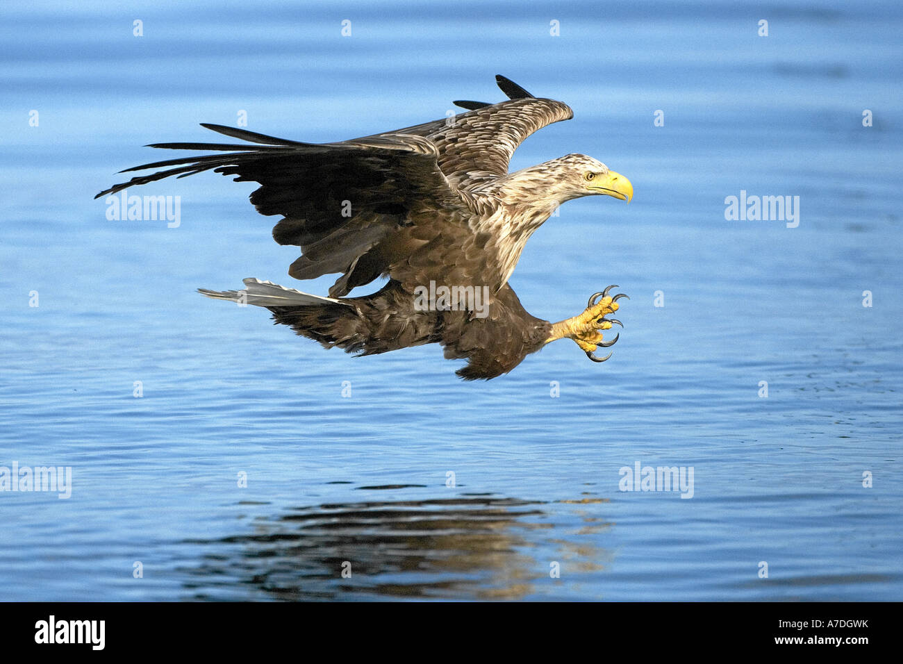 white tailed sea eagle Stock Photo