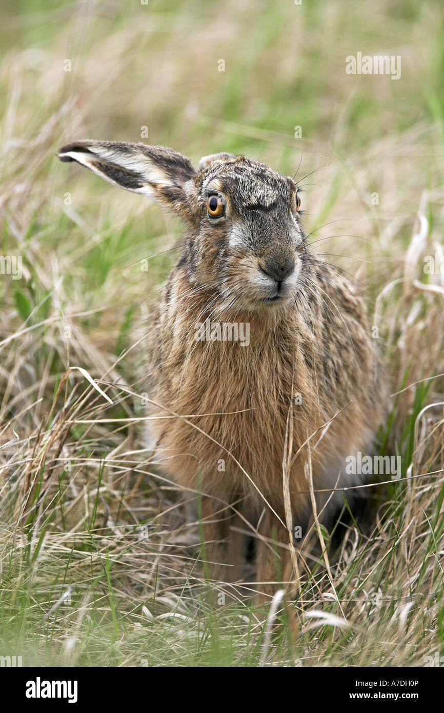European Brown Hare Stock Photo
